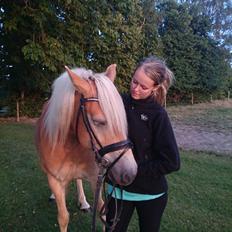 Tyroler Haflinger Ice Røgtergaard