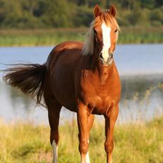 Palomino Lysgaards Anna bell