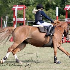 Palomino Lysgaards Anna bell