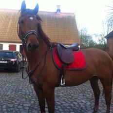 Dansk Varmblod Casilje 