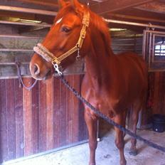 Dansk Varmblod Casilje 