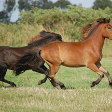 Islænder Faxnir fra Østervang