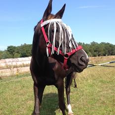 Dansk Varmblod Puma min elskede <3 himmelhest R.IP