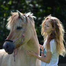 Fjordhest Laika *Soulmate*