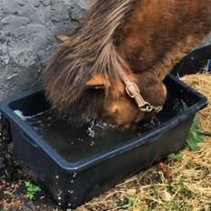 Islænder Þokkadis fra møgelbjerg