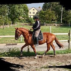 Frederiksborg Brunholms Tristan