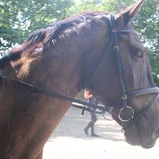 Dansk Varmblod Bally Chance