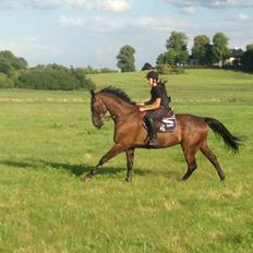 Dansk Varmblod Bally Chance