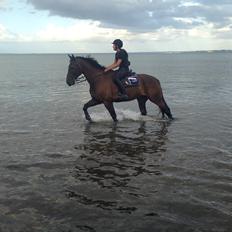 Dansk Varmblod Bally Chance