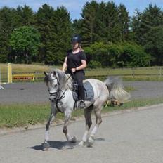 Arabisk fuldblod (OX) Al Wahed Estopa of TAS