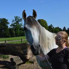 Arabisk fuldblod (OX) Al Wahed Estopa of TAS