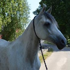 Arabisk fuldblod (OX) Al Wahed Estopa of TAS