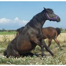 Anden særlig race Briza