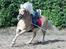 Tyroler Haflinger Rowina - Første gang jeg hade Rowina ude d. 11/8-14