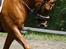 New Forest Marquis De Rebel