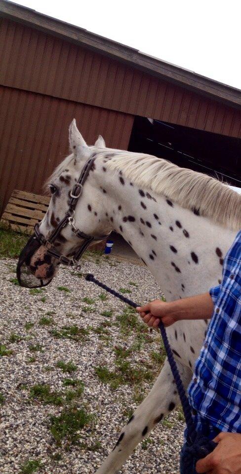 Knabstrupper Cibell [lånehest] - Bliver trukket ind af min far :P billede 15