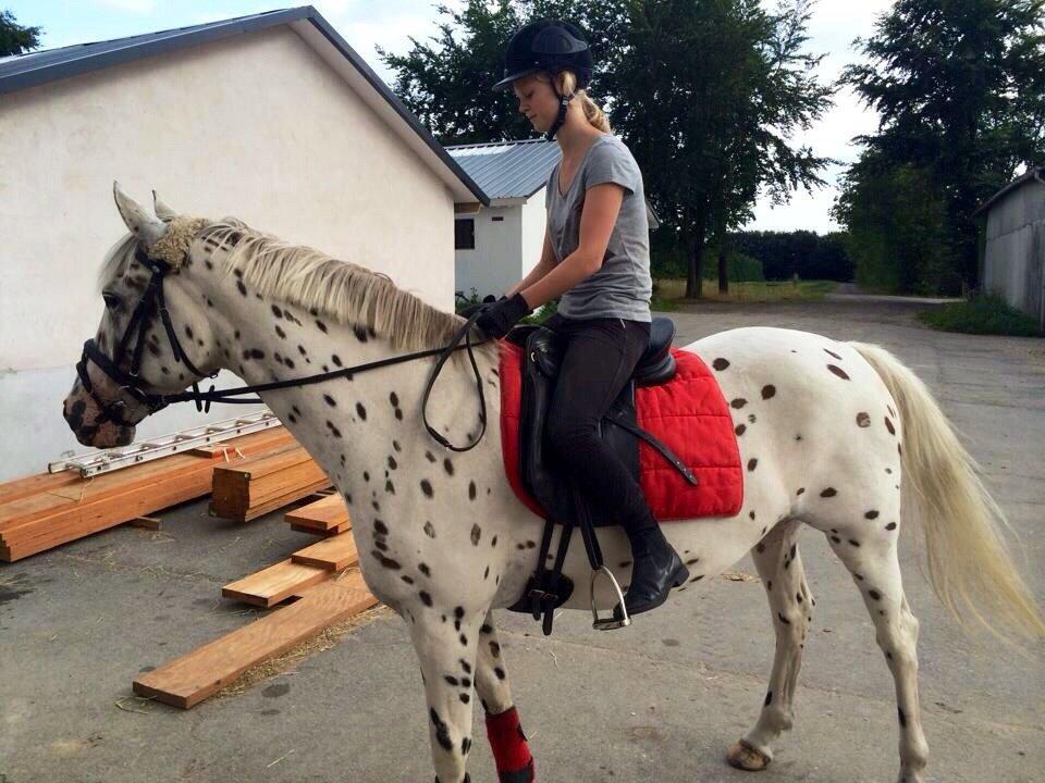 Knabstrupper Cibell [lånehest] - Ridetur :) billede 16