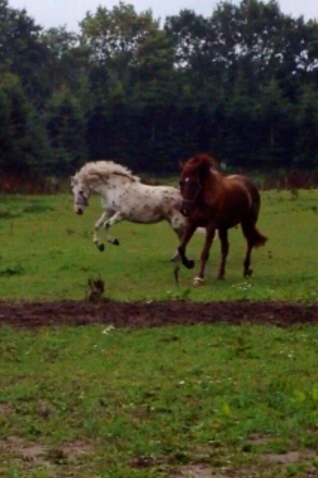 Knabstrupper Cibell [lånehest] - Rodeopony på folden billede 17