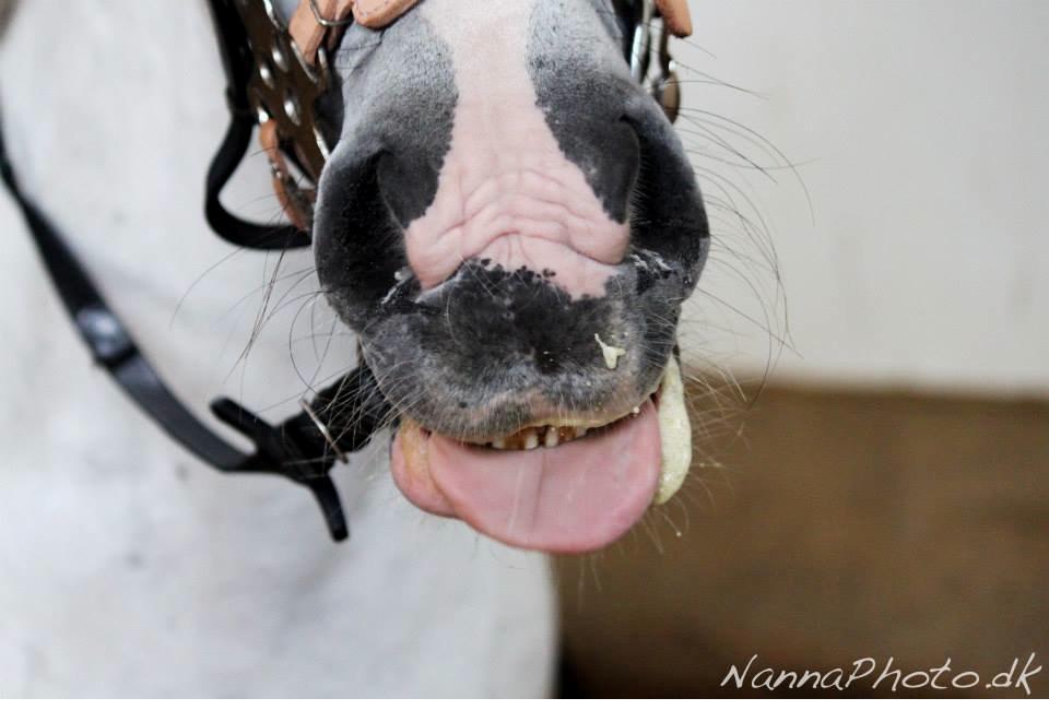 Anden særlig race Starhorse Ramses - Træning ved Glenn 2015  billede 10