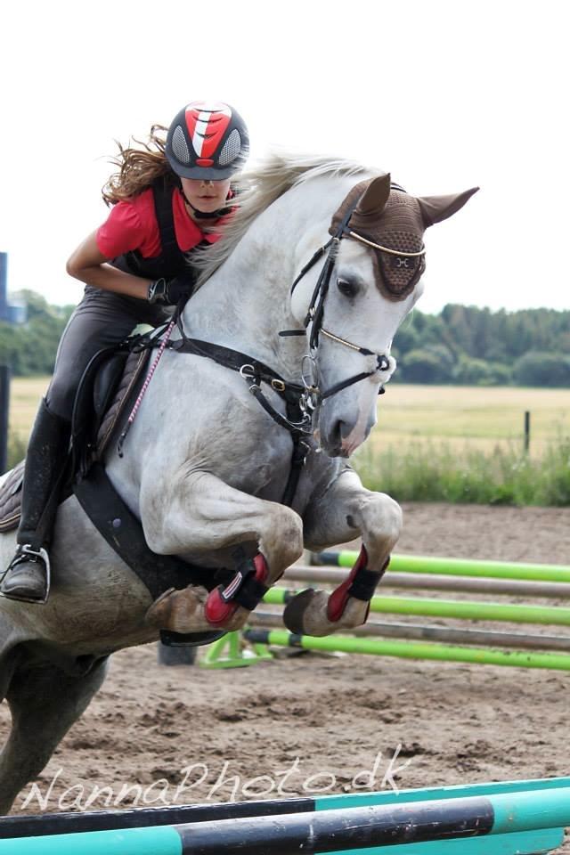 Anden særlig race Starhorse Ramses - Træning ved Glenn 2015  billede 3