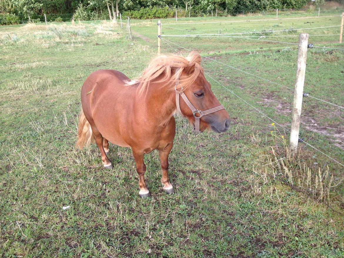 Shetlænder Klæstrups Amanda billede 6