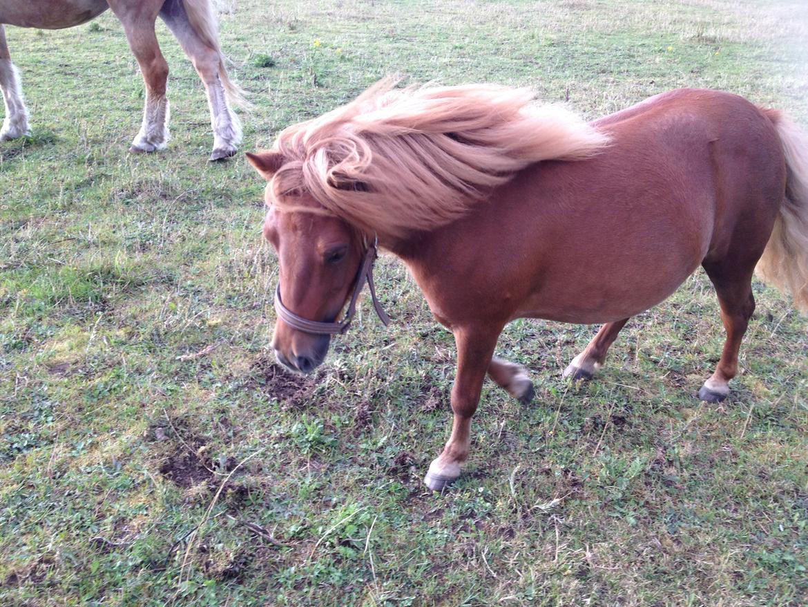 Shetlænder Klæstrups Amanda billede 11