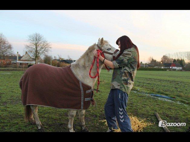 Welsh Mountain (sec A) Poulsen (Trolden) billede 32