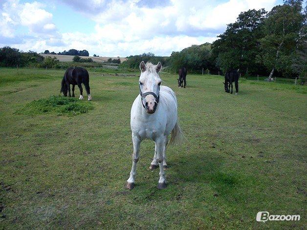 Welsh Mountain (sec A) Poulsen (Trolden) billede 42