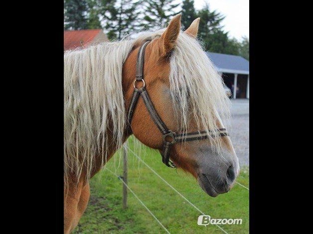 Tyroler Haflinger Tessa (Koen) billede 16