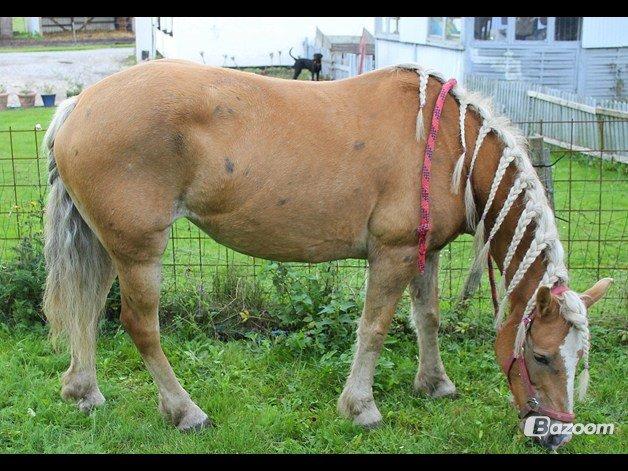 Tyroler Haflinger Tessa (Koen) billede 27