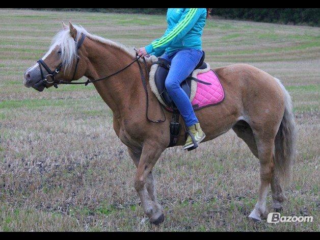 Tyroler Haflinger Tessa (Koen) billede 20