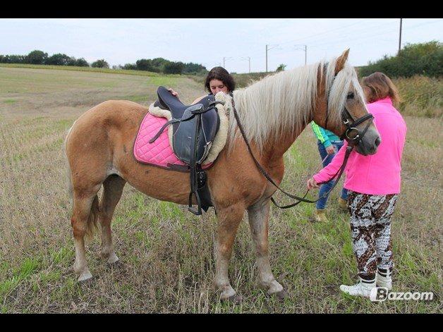 Tyroler Haflinger Tessa (Koen) billede 29