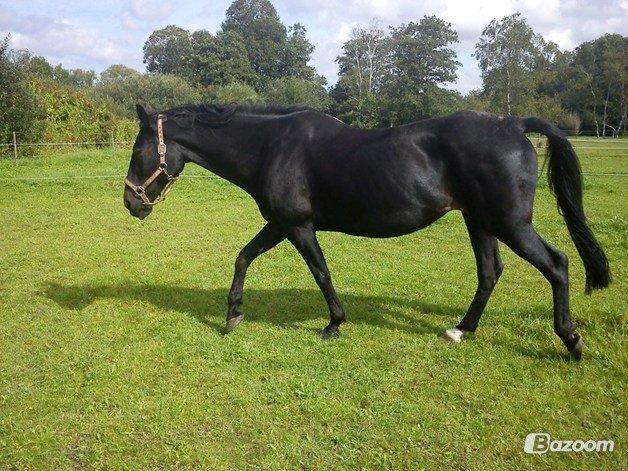 Traver ~Nathaly Prophet~ Medera (Dronningen) billede 42