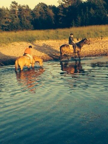 Anden særlig race Maestro billede 5