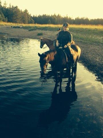Anden særlig race Maestro billede 6