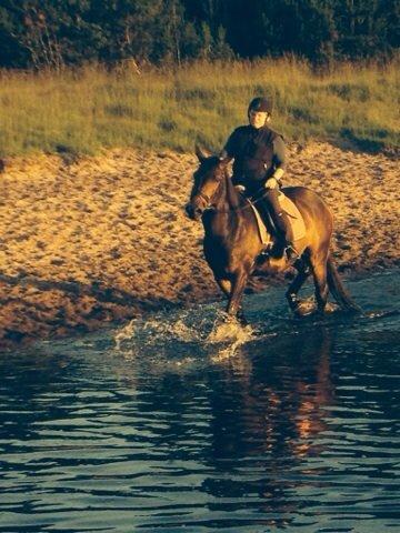 Anden særlig race Maestro billede 7