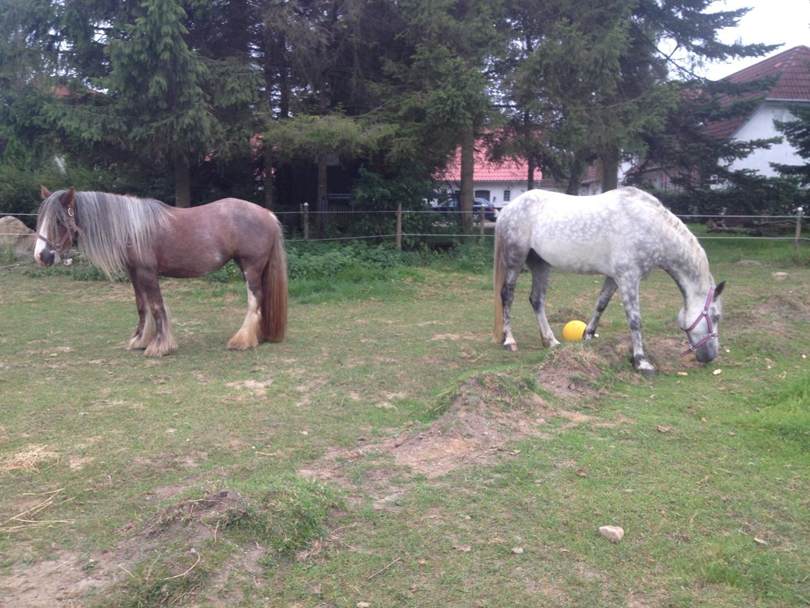 Anden særlig race Amagiteams Latino billede 1