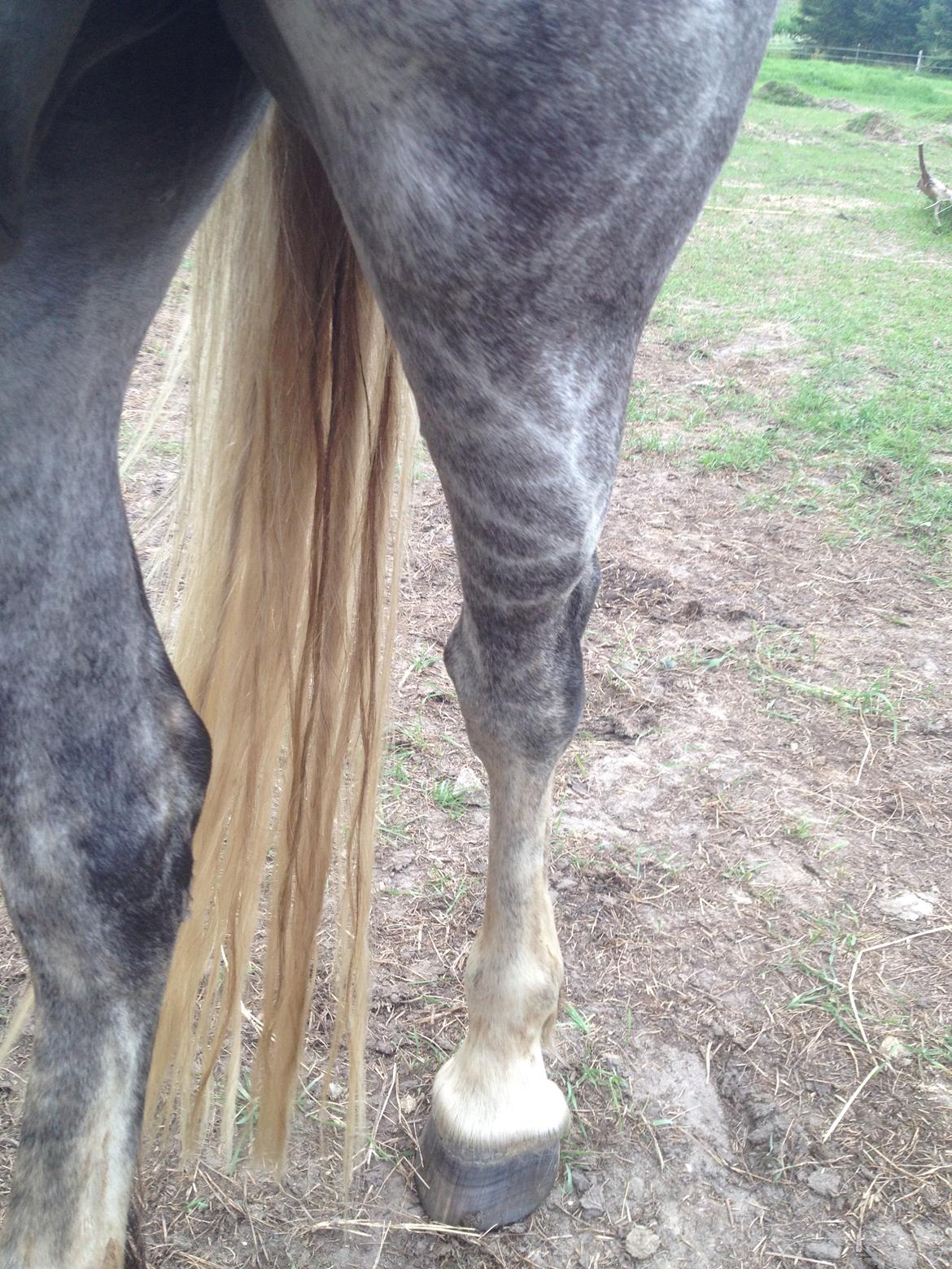 Anden særlig race Amagiteams Latino billede 3