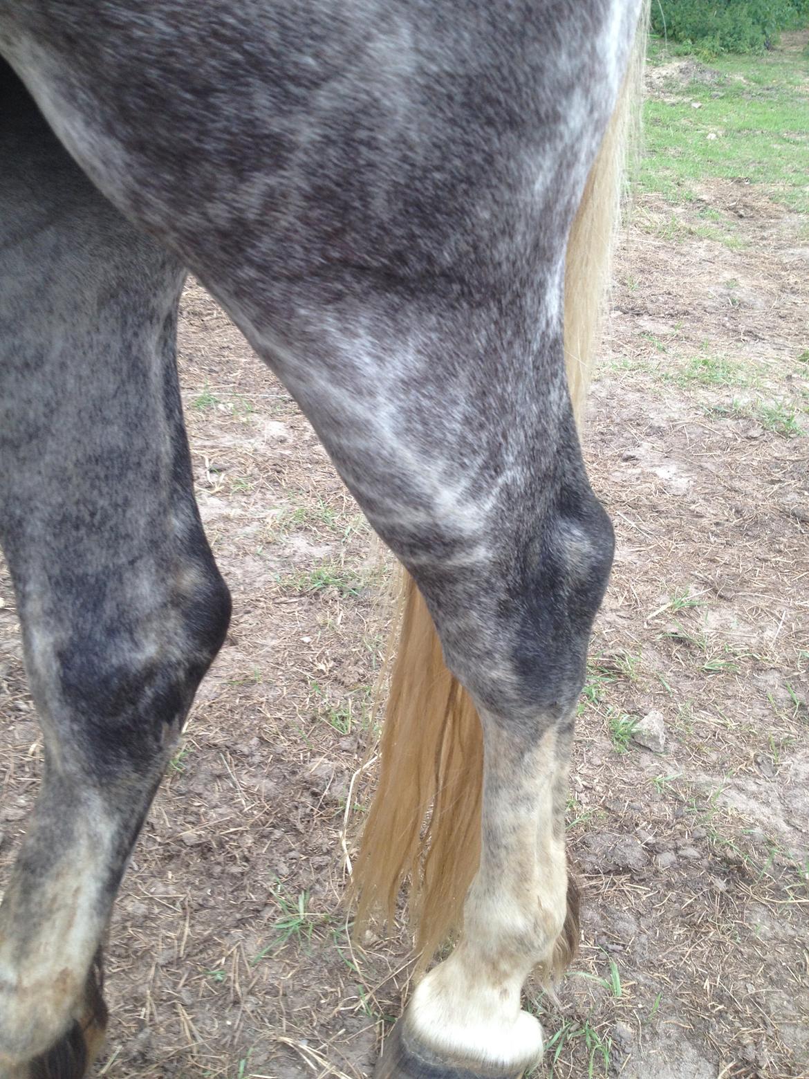 Anden særlig race Amagiteams Latino billede 4