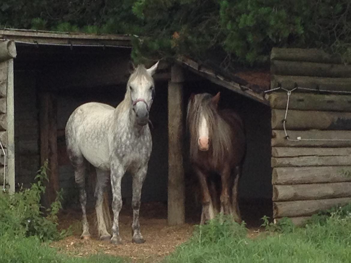 Anden særlig race Amagiteams Latino billede 6