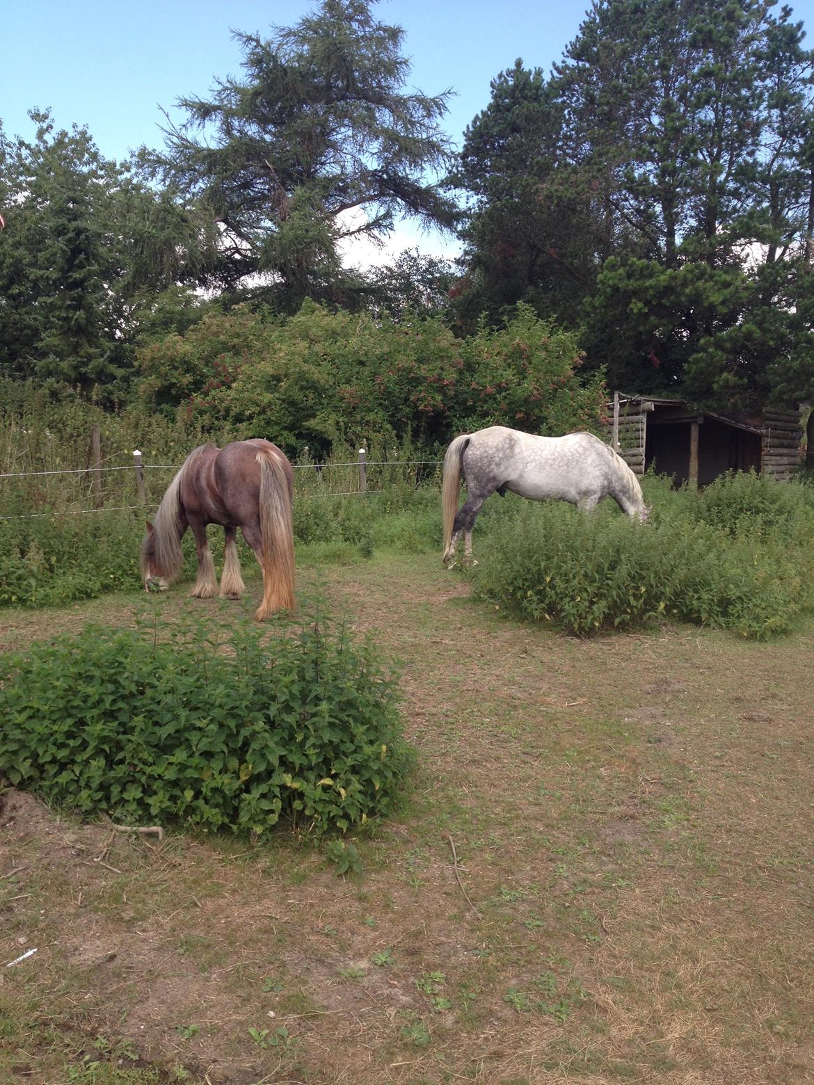 Anden særlig race Amagiteams Latino billede 7
