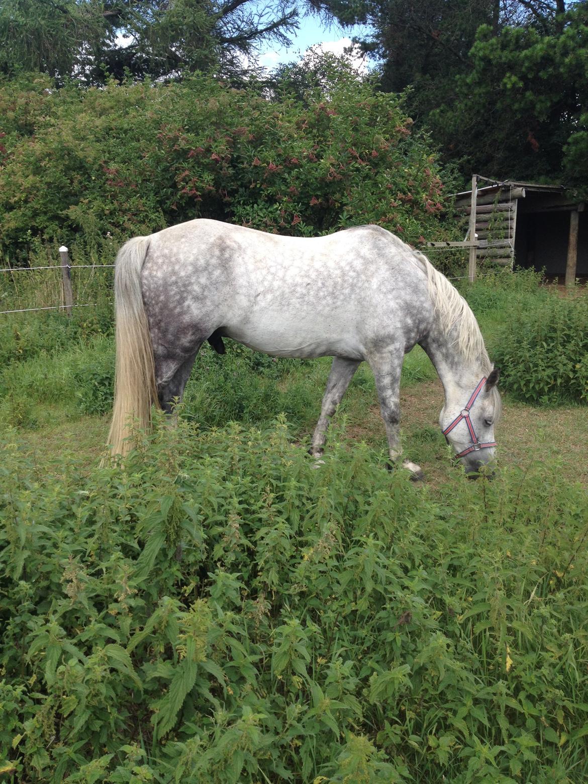 Anden særlig race Amagiteams Latino billede 8