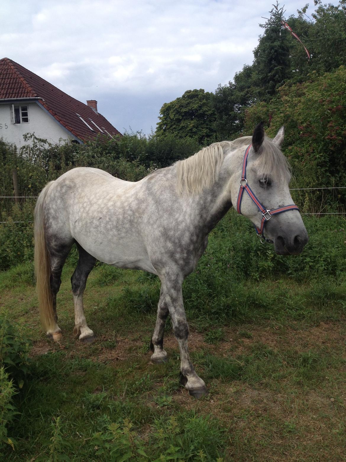 Anden særlig race Amagiteams Latino billede 9