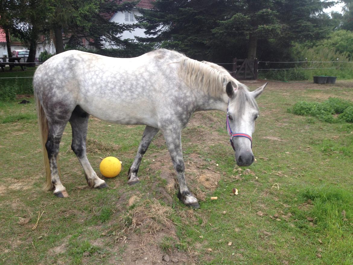 Anden særlig race Amagiteams Latino billede 2