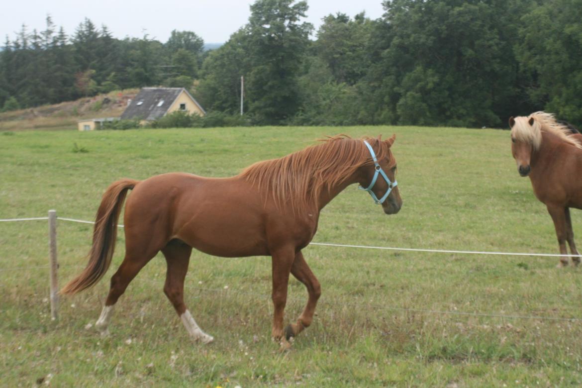 Anden særlig race Elena - elenas far billede 9