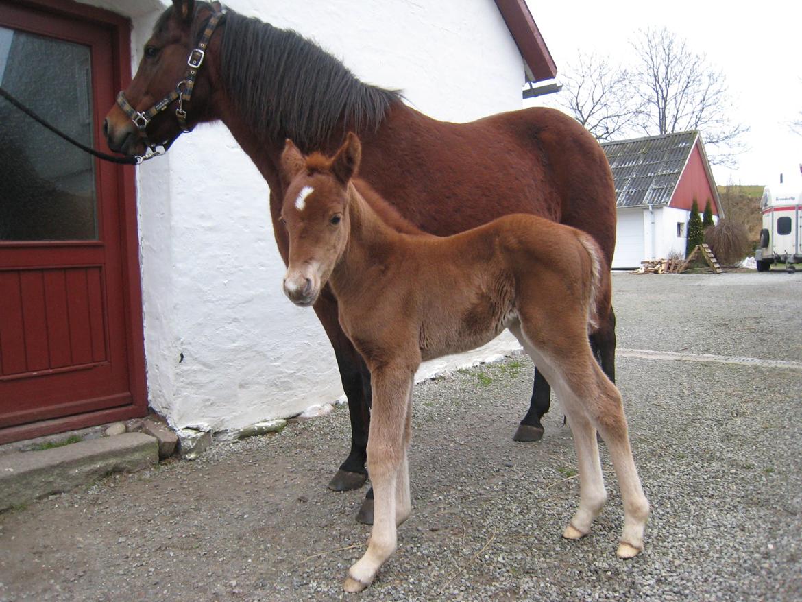 Anden særlig race Elena billede 2