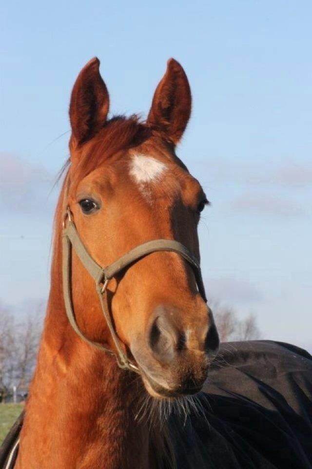 Quarter peppy maclou design  billede 11