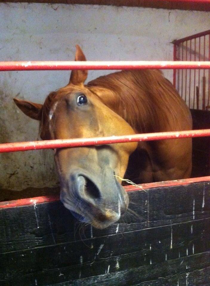 Quarter peppy maclou design  billede 12