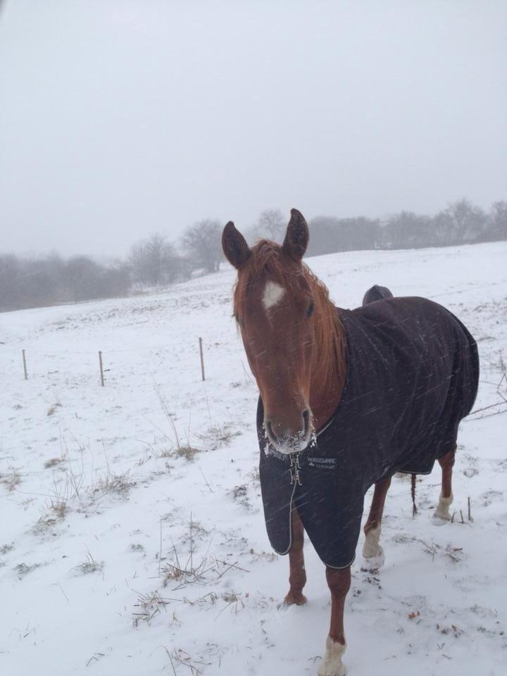 Quarter peppy maclou design  billede 13