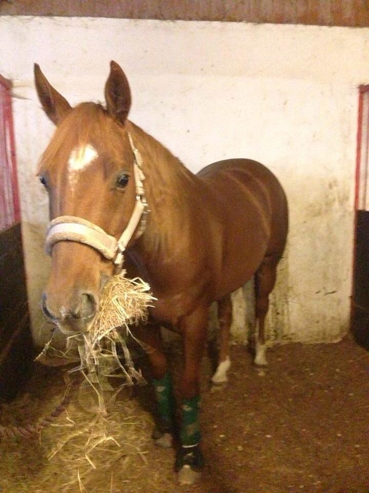 Quarter peppy maclou design  billede 16